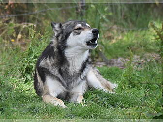 'Wolfdog' On The Loose In Cork...